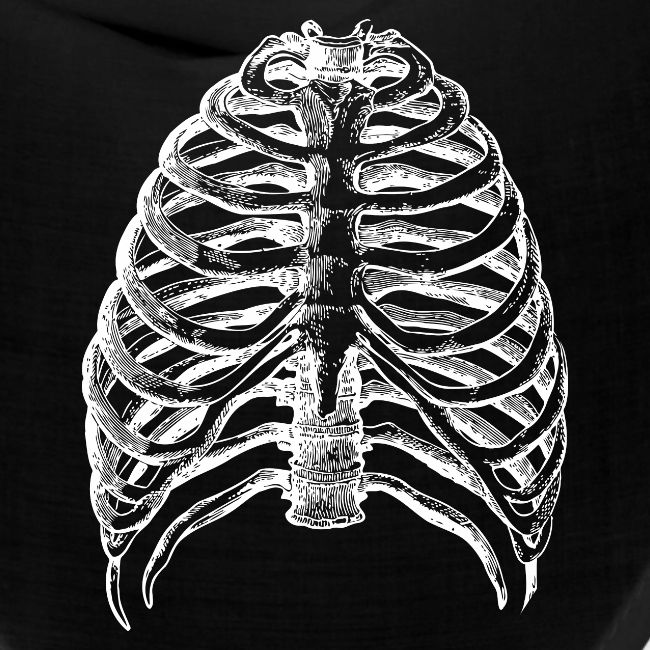 Human Rib Cage