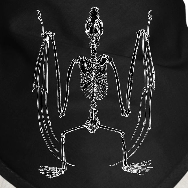 Bat Skeleton