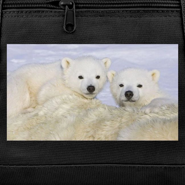 polarbears