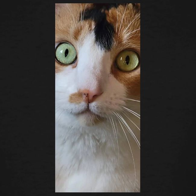 Beautiful Cat