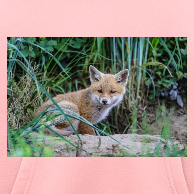 fox