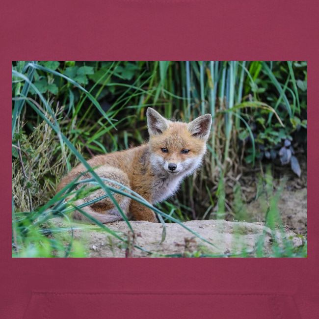 fox