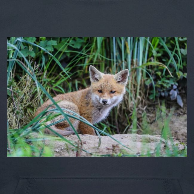 fox