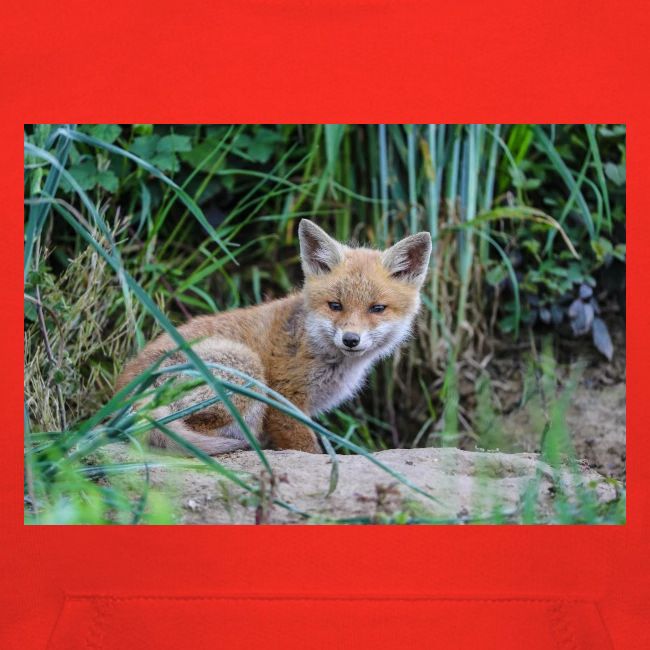 fox