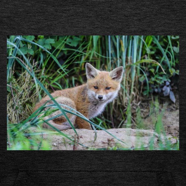 fox