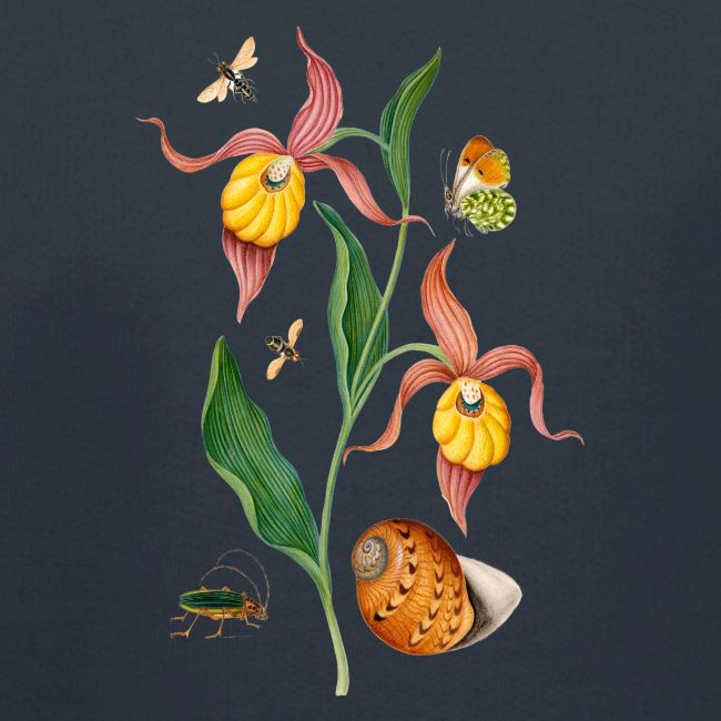 Lady Slipper Orchid