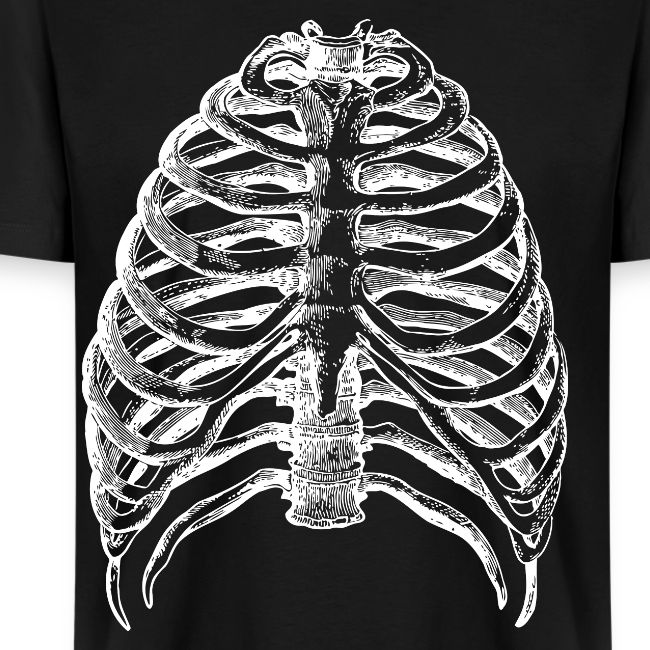Human Rib Cage