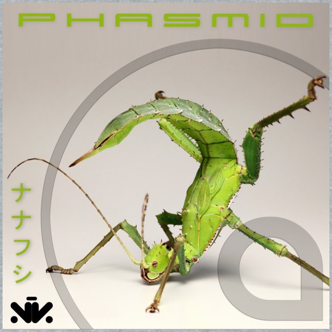 Phasmid EP