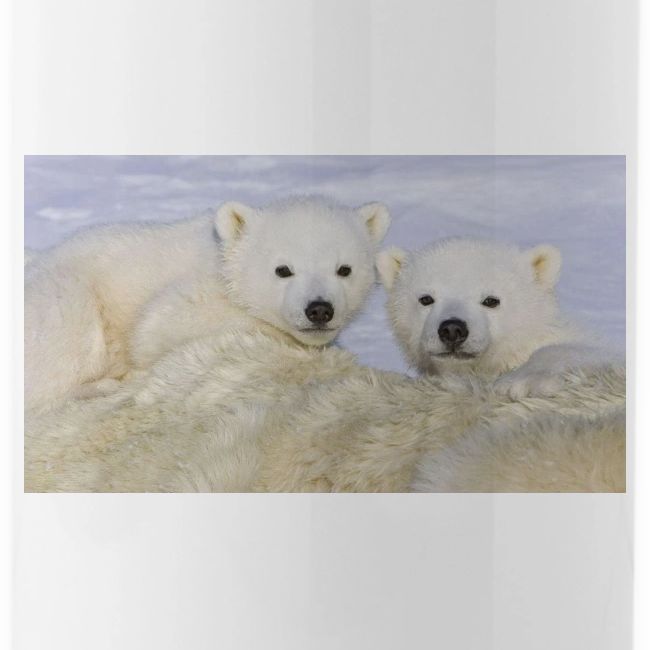 polarbears