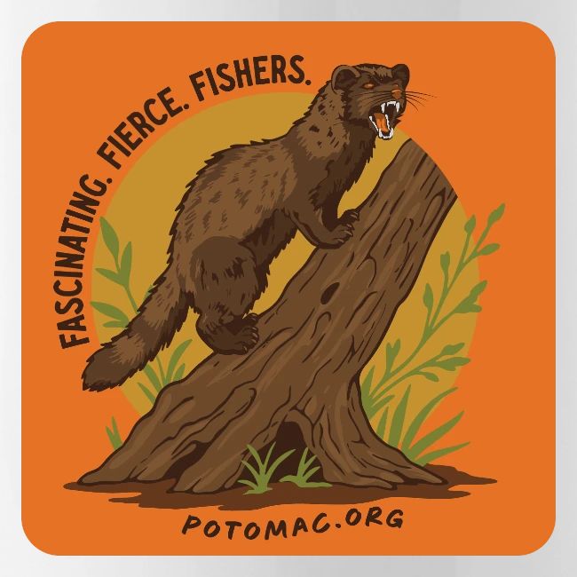2025 Potomac Animal of the Year: Fisher