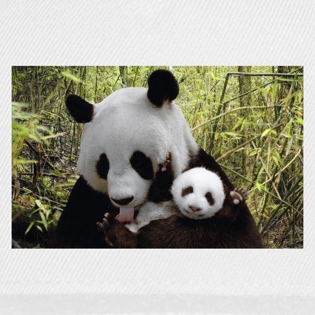 panda