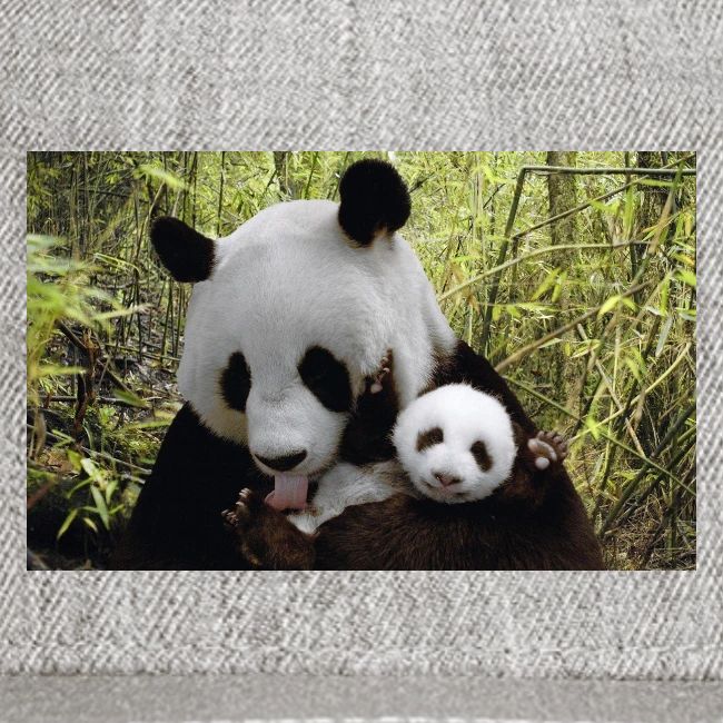panda
