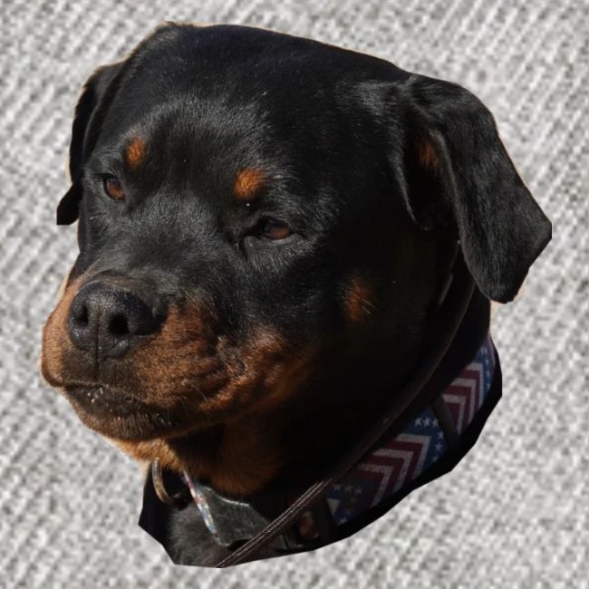 Rottweiler Face