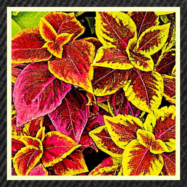 Coleus Leaf Burst Design