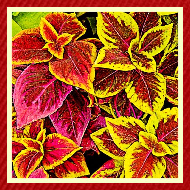 Coleus Leaf Burst Design