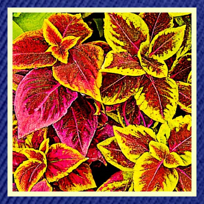 Coleus Leaf Burst Design