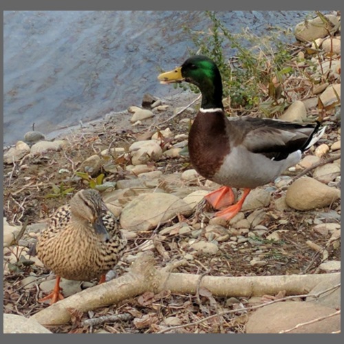 Pigeon Forge Duck Couple