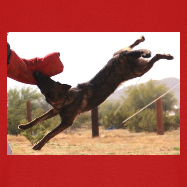 Dutch Shepherd