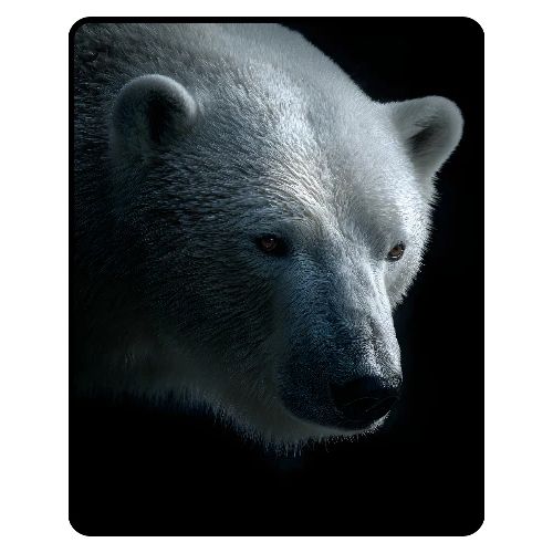 Polar Bear Close-Up Wildlife Design - Men's Premium T-Shirt