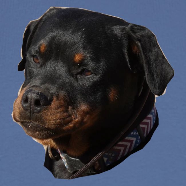 Rottweiler Face