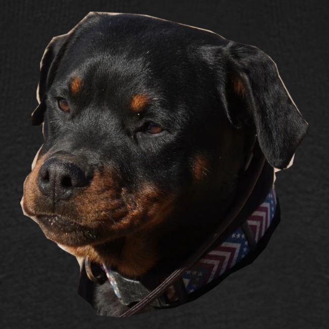 Rottweiler Face