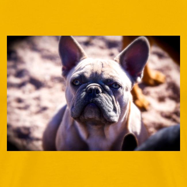 French Bulldog