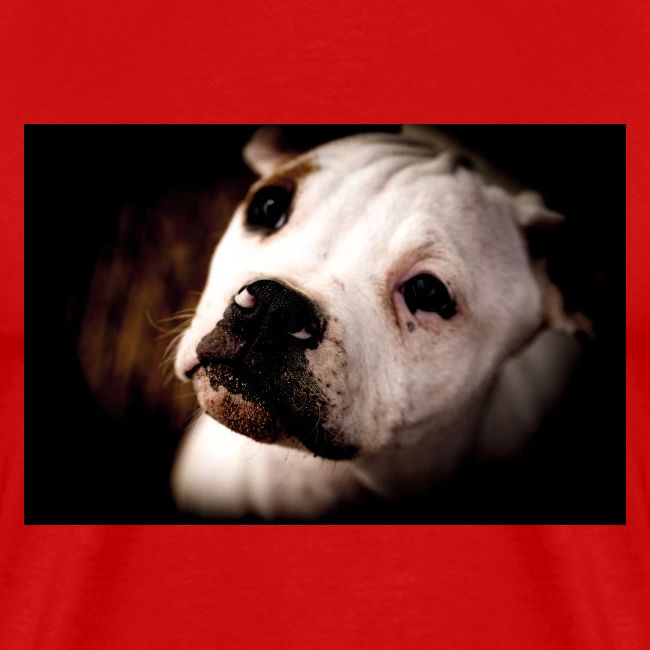 AmericanBullodog (Maybel)