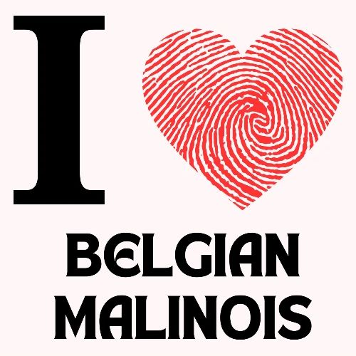 i love belgian malinois - Men's Premium T-Shirt