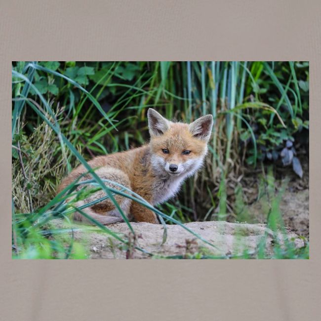 fox