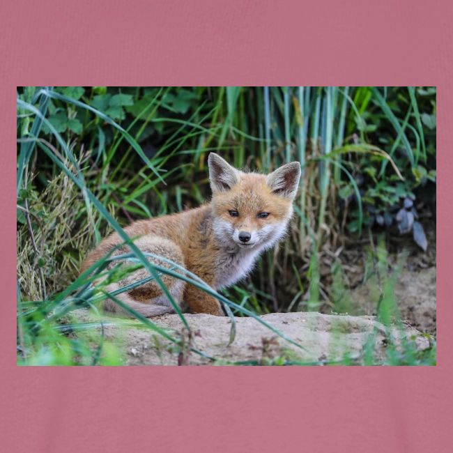 fox