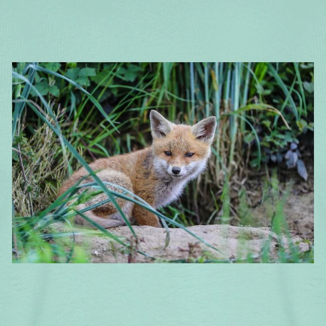 fox