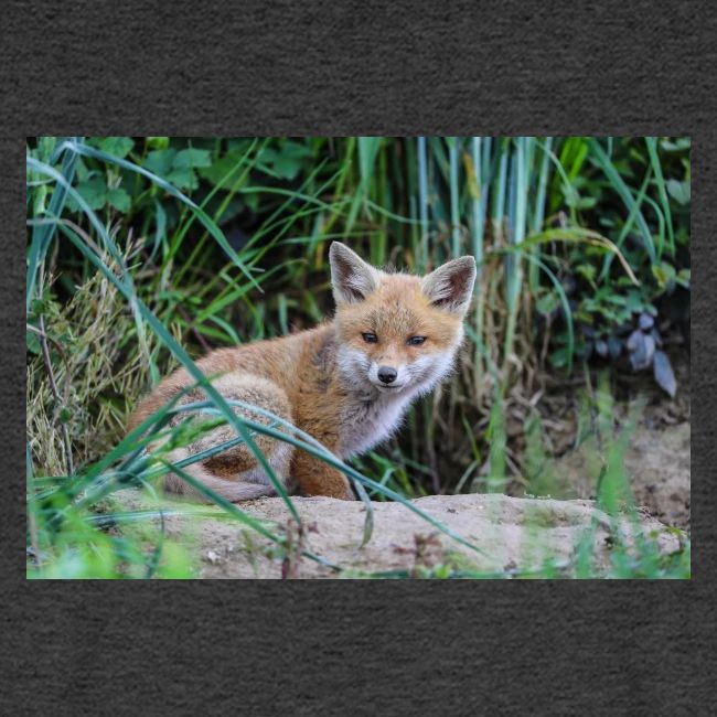 fox