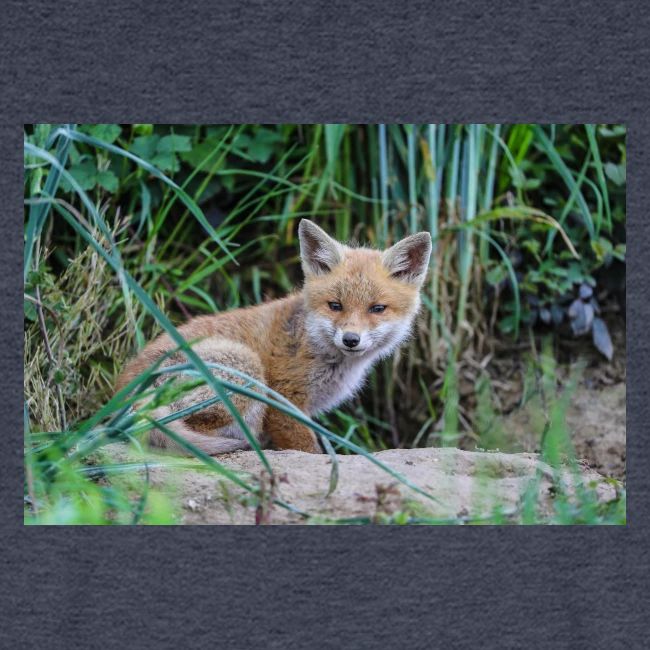fox