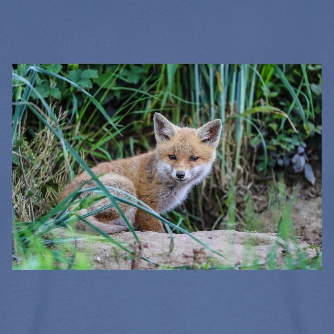 fox