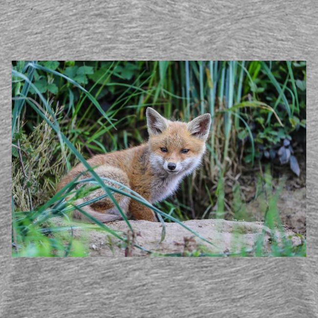 fox