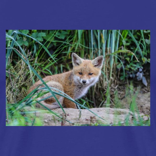 fox