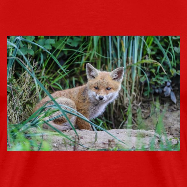 fox