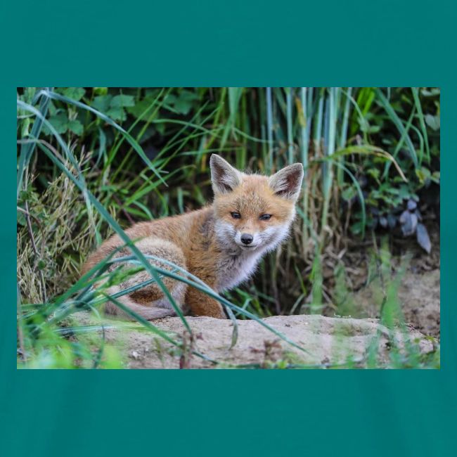 fox