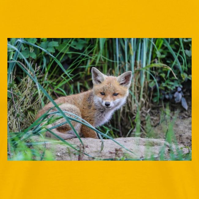 fox