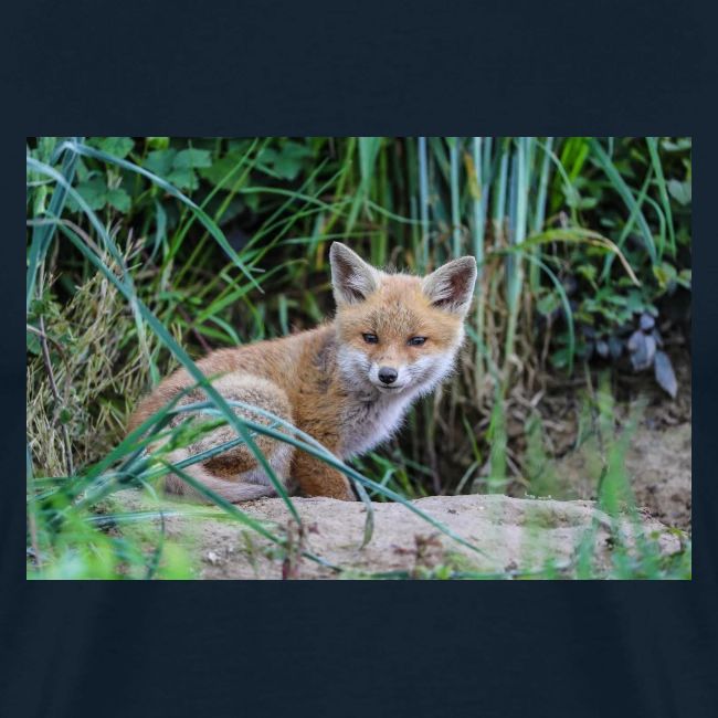 fox