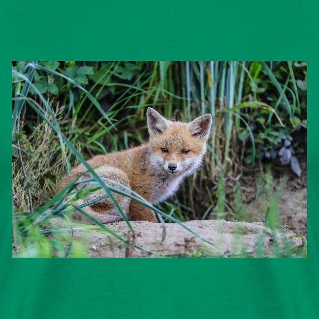 fox