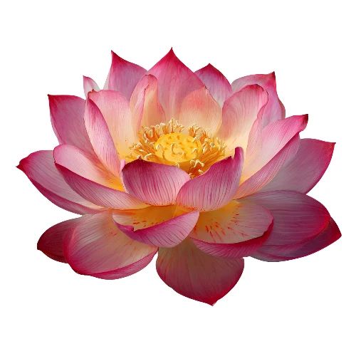 Serenity Lotus Grace - Men's Premium T-Shirt