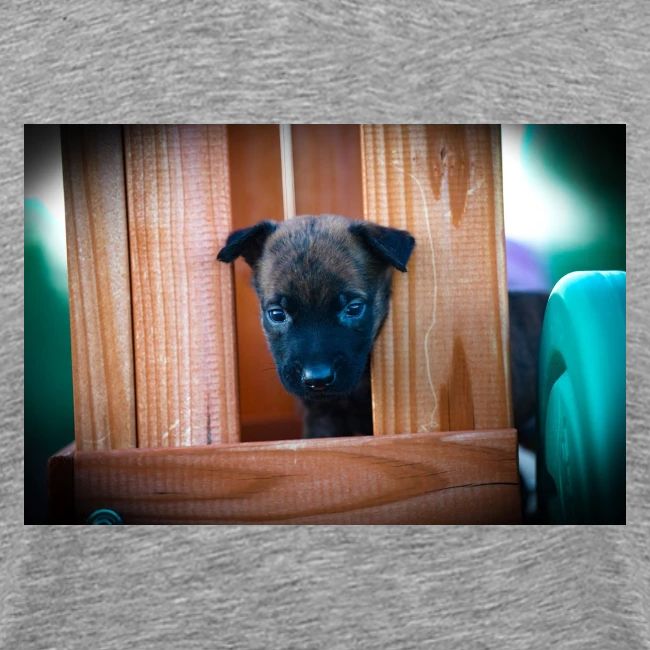 Dutch Shepherd Puppy