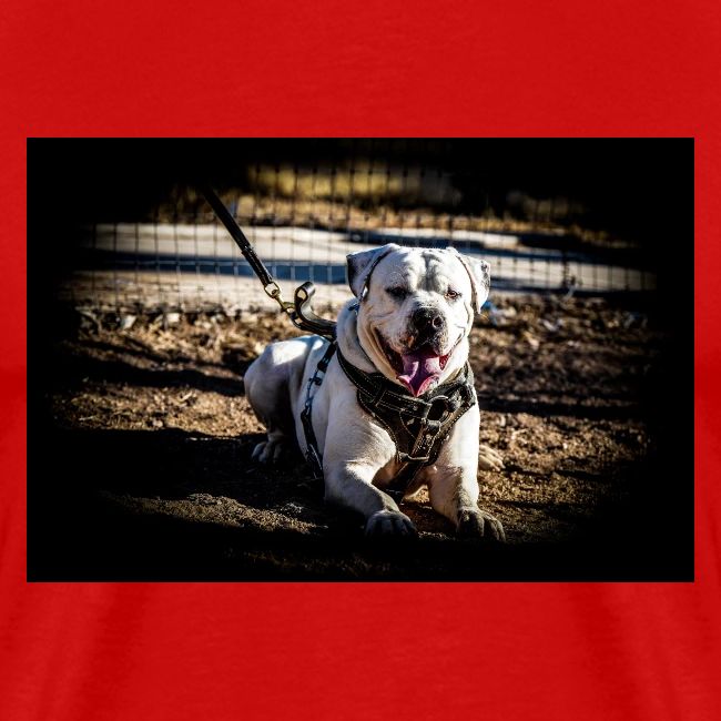 AmericanBulldog (Bug2)