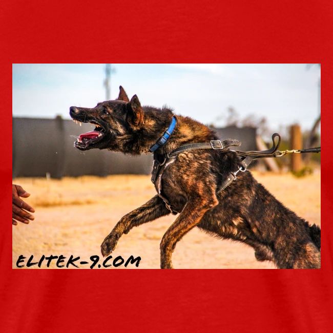Dutch Shepherd Boomer