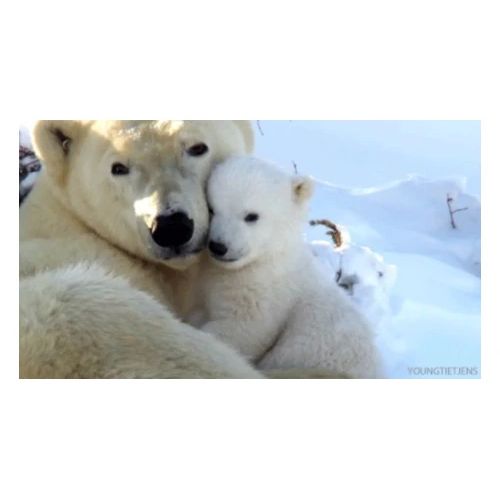 polarbearhug - Men's Premium T-Shirt