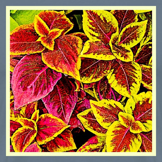 Coleus Leaf Burst Design