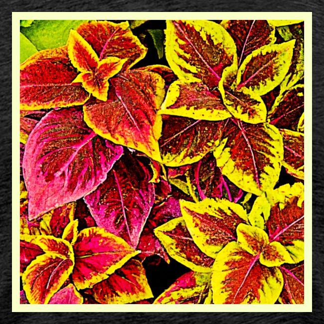 Coleus Leaf Burst Design