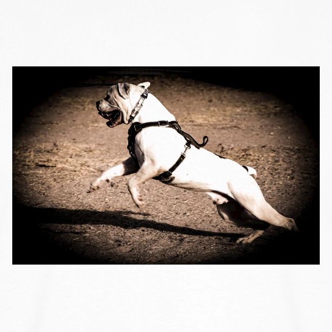American Bulldog (Bug)