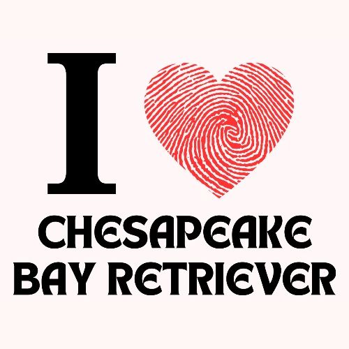 i love chesapeake bay retriever - Men's Premium T-Shirt